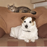 pets